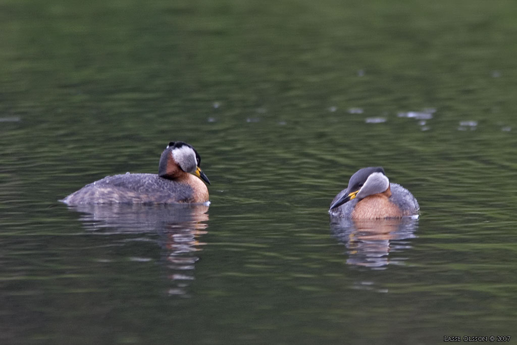 GRHAKEDOPPING / RED-NECKED GREBE (Podiceps griseigena) - Stng / Close