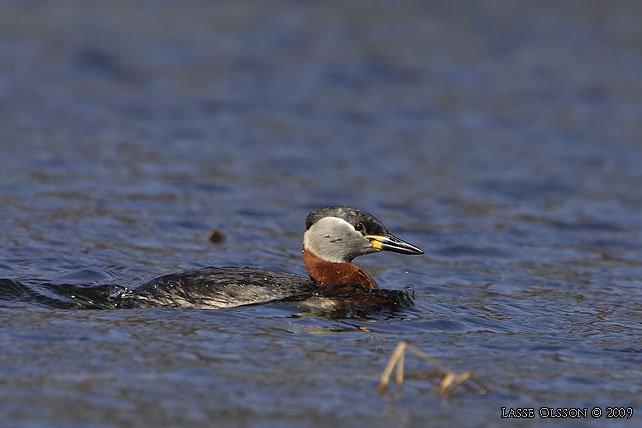 GRHAKEDOPPING / RED-NECKED GREBE (Podiceps griseigena) - stor bild / full size