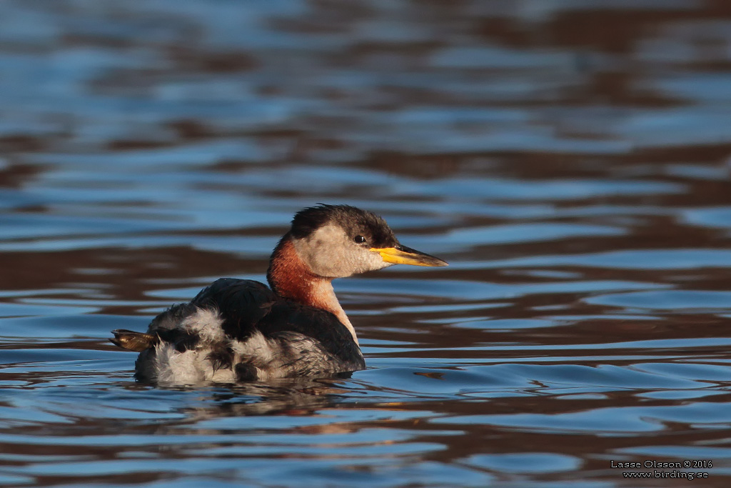 GRHAKEDOPPING / RED-NECKED GREBE (Podiceps griseigena) - Stng / Close