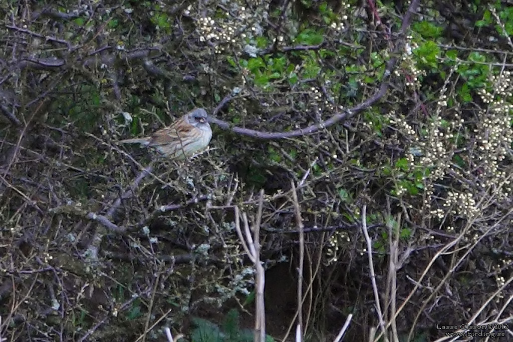 GRÅHUVAD SPARV / BLACKFACED BUNTING (Emberiza spodocephala) - Stäng / Close