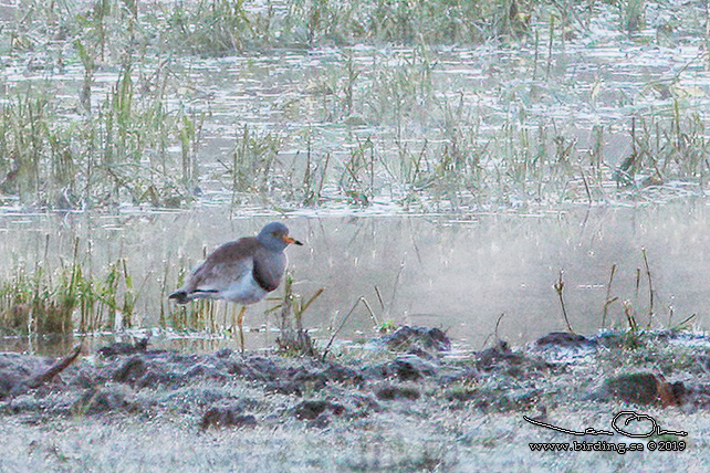 GRHUVAD VIPA / GREY-HEADED LAPWING (Vanellus cinereus) width=