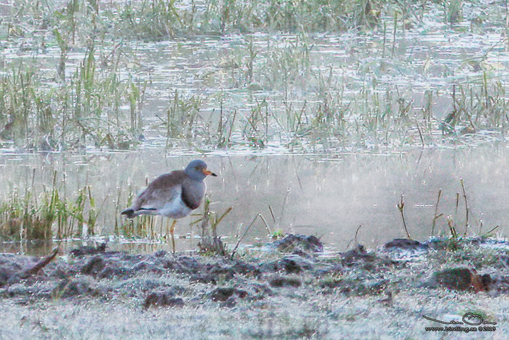 GRHUVAD VIPA / GREY-HEADED LAPWING (Vanellus cinereus) - Stäng / Close