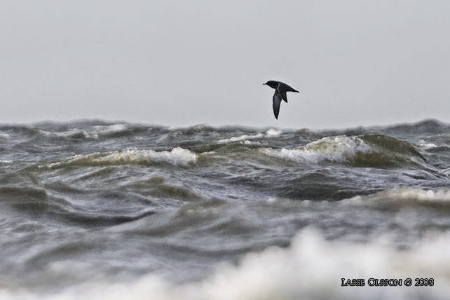 GRLIRA / SOOTY SHEARWATER (Puffinus griseus)