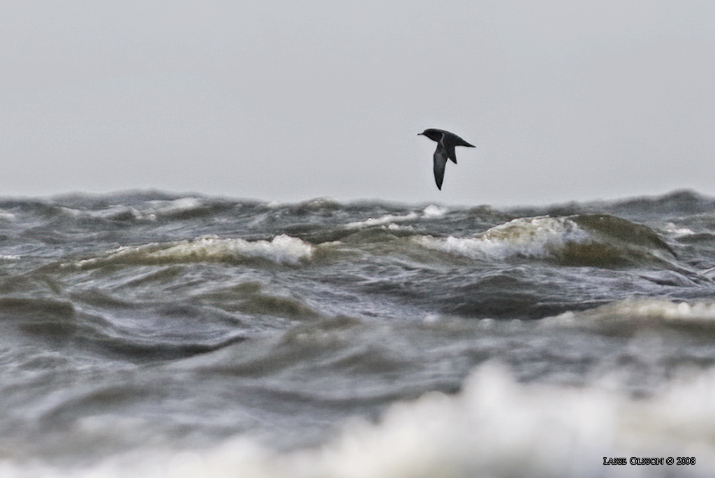 GRLIRA / SOOTY SHEARWATER (Puffinus griseus) - Stng / Close