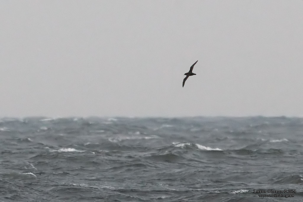 GRLIRA / SOOTY SHEARWATER (Puffinus griseus) - Stng / Close