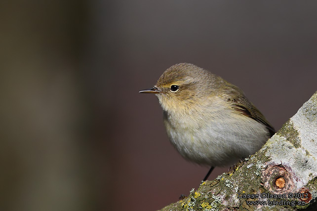 GRANSÅNGARE / COMMON CHIFFCHAFF (Phylloscopus collybita) - stor bild / full size