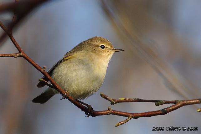 GRANSNGARE / COMMON CHIFFCHAFF (Phylloscopus collybita)