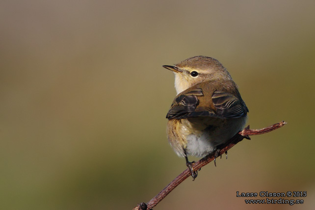 GRANSÅNGARE / COMMON CHIFFCHAFF (Phylloscopus collybita) - stor bild / full size