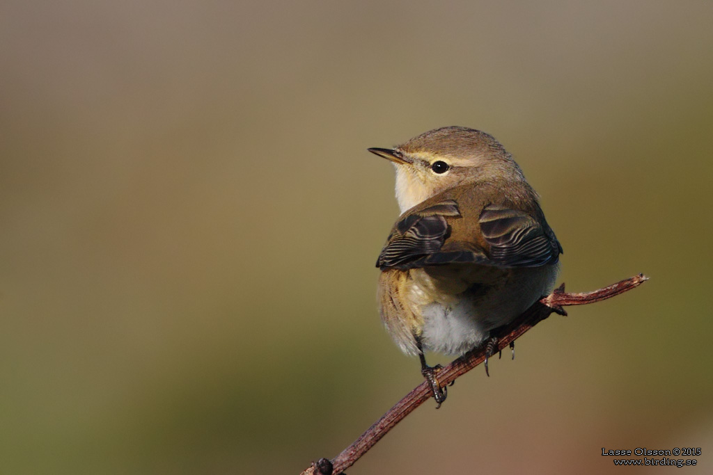 GRANSNGARE / COMMON CHIFFCHAFF (Phylloscopus collybita) - Stng / close