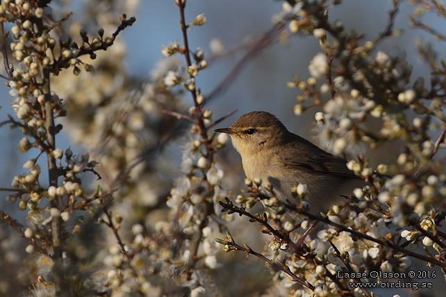 GRANSÅNGARE / COMMON CHIFFCHAFF (Phylloscopus collybita) - stor bild / full size