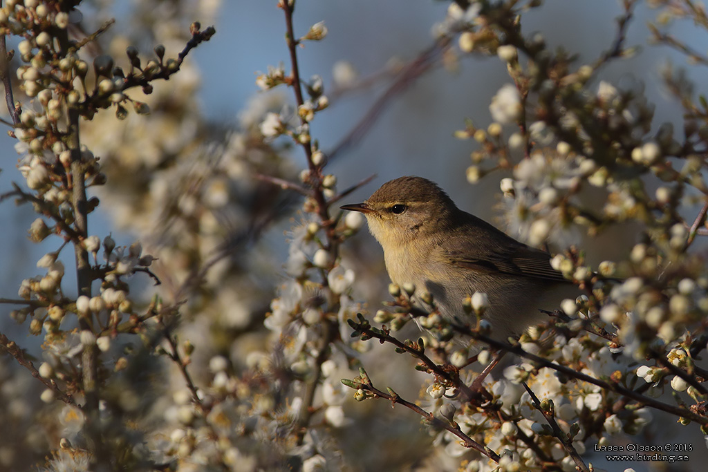 GRANSNGARE / COMMON CHIFFCHAFF (Phylloscopus collybita) - Stng / close