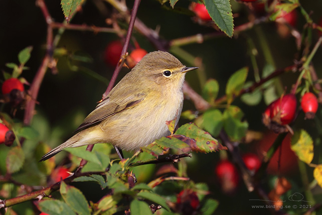 GRANSÅNGARE / COMMON CHIFFCHAFF (Phylloscopus collybita) - stor bild / full size