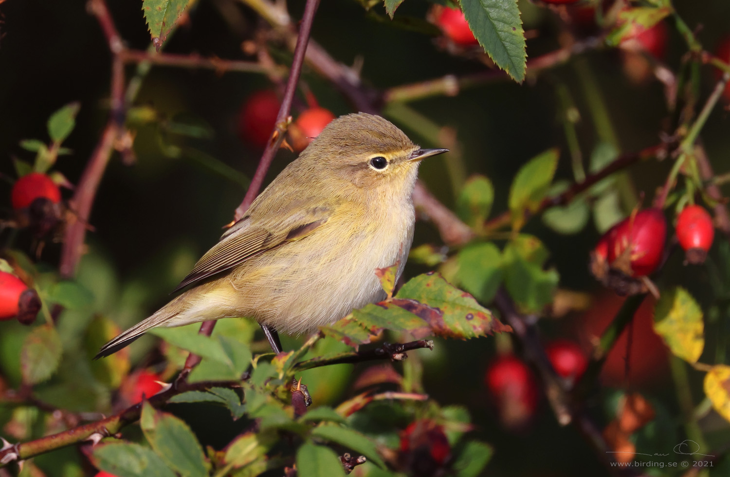 GRANSNGARE / COMMON CHIFFCHAFF (Phylloscopus collybita) - Stng / Close