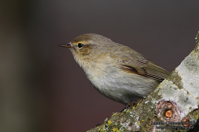 GRANSÅNGARE / COMMON CHIFFCHAFF (Phylloscopus collybita) - stor bild / full size