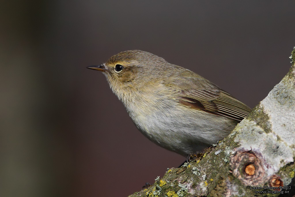 GRANSNGARE / COMMON CHIFFCHAFF (Phylloscopus collybita) - Stng / close