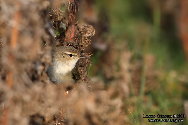 GRANSNGARE / COMMON CHIFFCHAFF (Phylloscopus collybita) - stor bild / full size