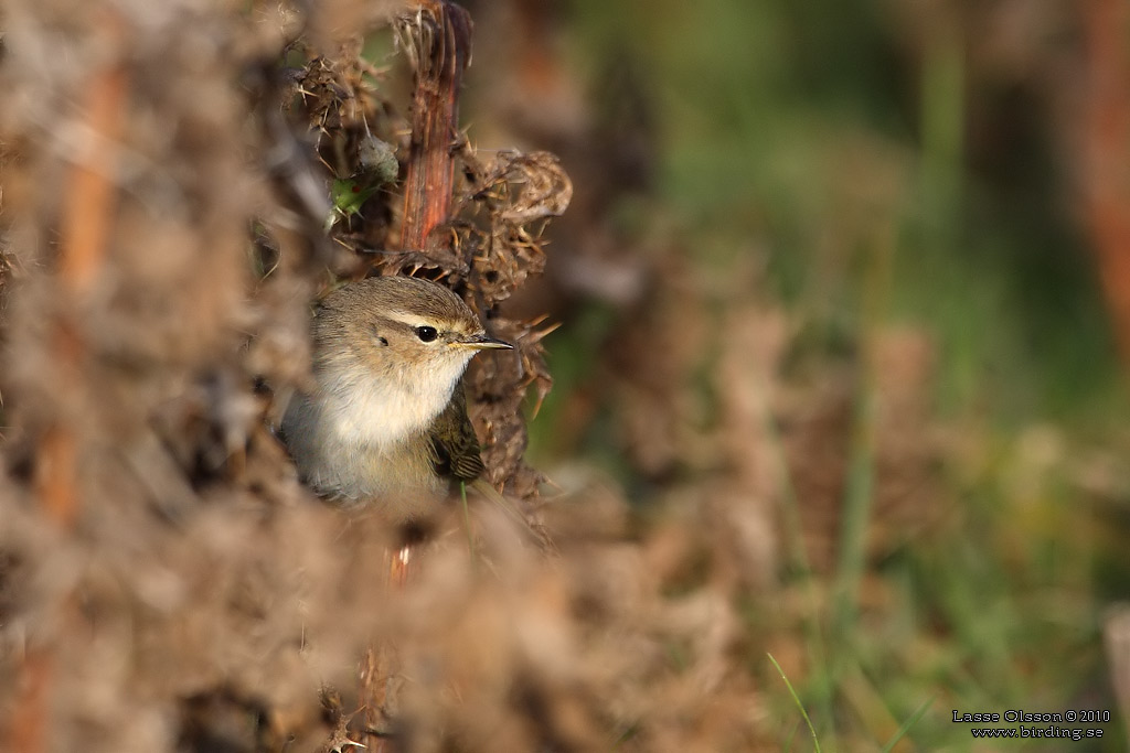 GRANSNGARE / COMMON CHIFFCHAFF (Phylloscopus collybita) - Stng / close