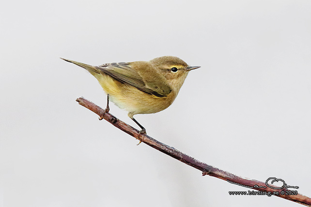 GRANSÅNGARE / COMMON CHIFFCHAFF (Phylloscopus collybita) - stor bild / full size