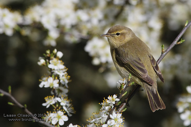 GRANSÅNGARE / COMMON CHIFFCHAFF (Phylloscopus collybita) - stor bild / full size