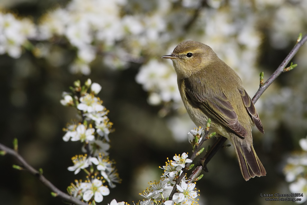 GRANSNGARE / COMMON CHIFFCHAFF (Phylloscopus collybita) - Stng / close