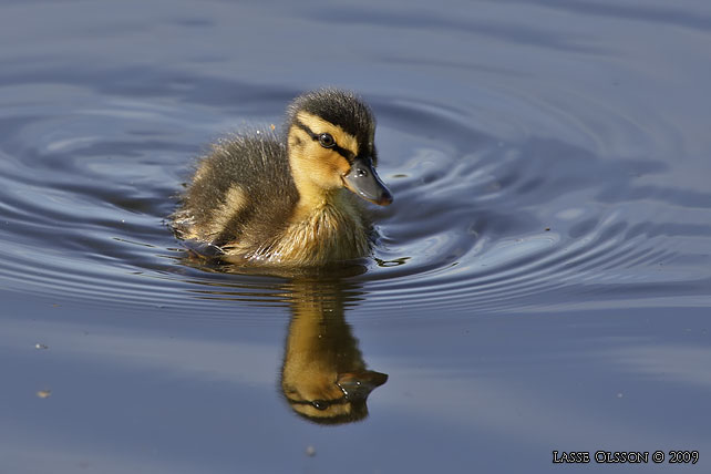 GRSAND / MALLARD (Anas platyrhynchos) - stor bild / full size