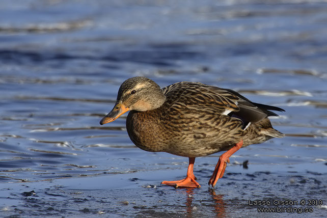 GRSAND / MALLARD (Anas platyrhynchos) - stor bild / full size