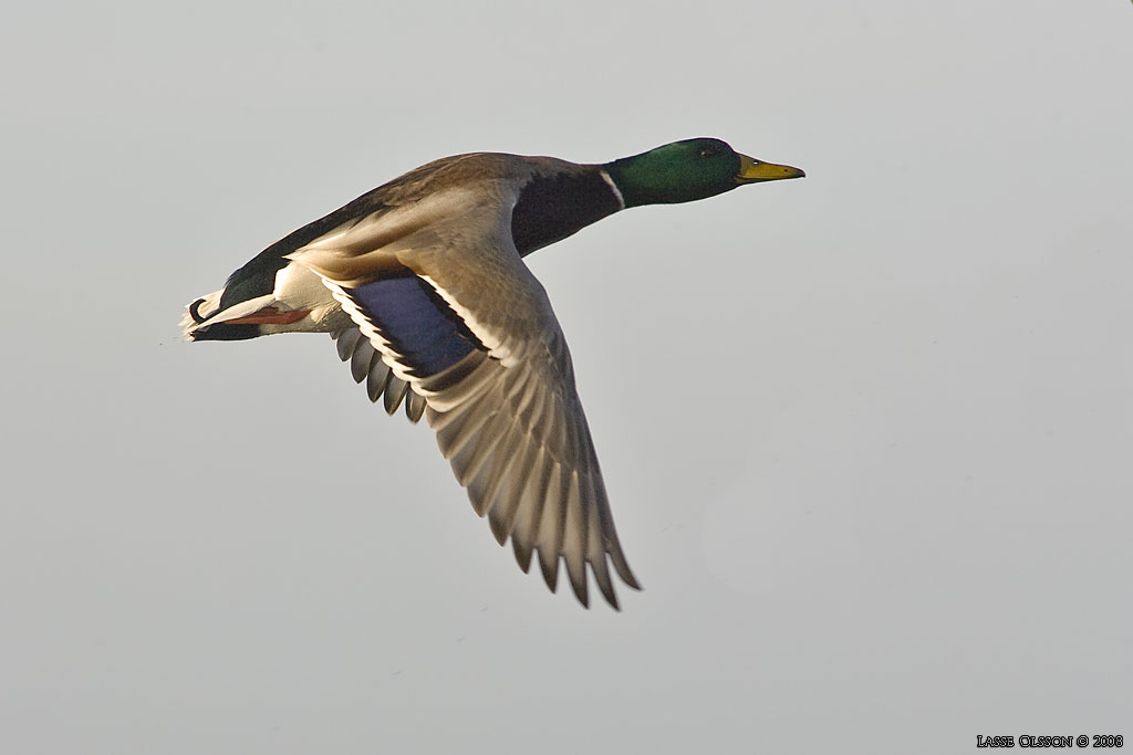 GRSAND / MALLARD (Anas platyrhynchos) - Stng / Close