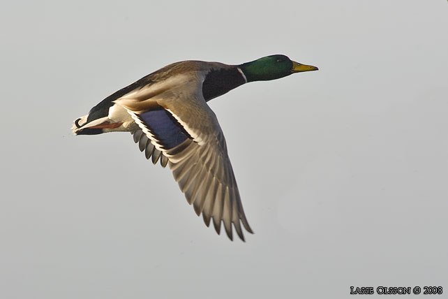 GRSAND / MALLARD (Anas platyrhynchos) - stor bild / full size