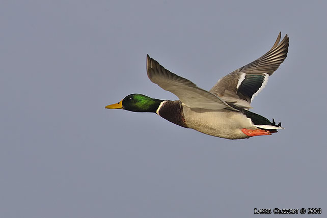 GRSAND / MALLARD (Anas platyrhynchos) - stor bild / full size