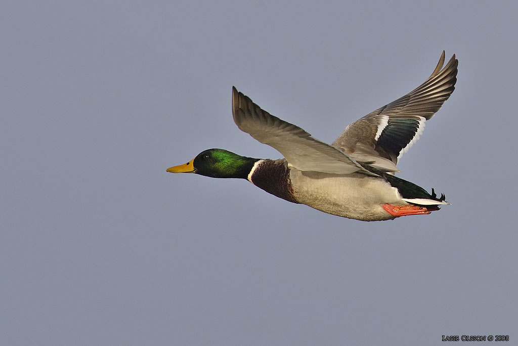 GRSAND / MALLARD (Anas platyrhynchos) - Stng / Close