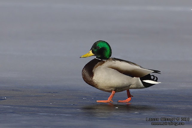 GRSAND / MALLARD (Anas platyrhynchos) - stor bild / full size