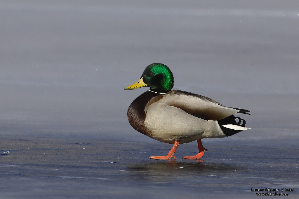 GRSAND / MALLARD (Anas platyrhynchos) - Stng / Close