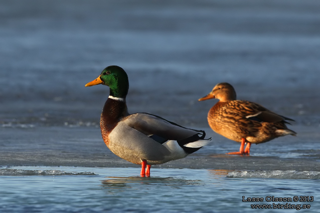 GRÄSAND / MALLARD (Anas platyrhynchos) - stor bild / full size