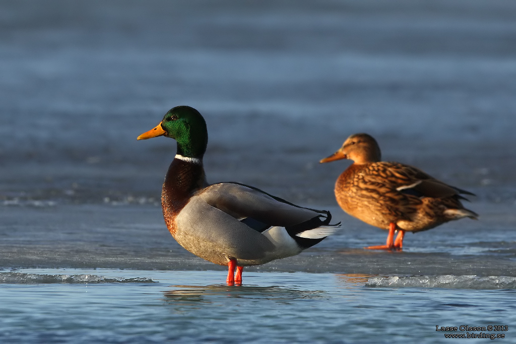 GRSAND / MALLARD (Anas platyrhynchos) - Stng / Close