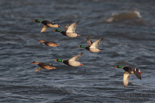 GRÄSAND / MALLARD (Anas platyrhynchos) - stor bild / full size