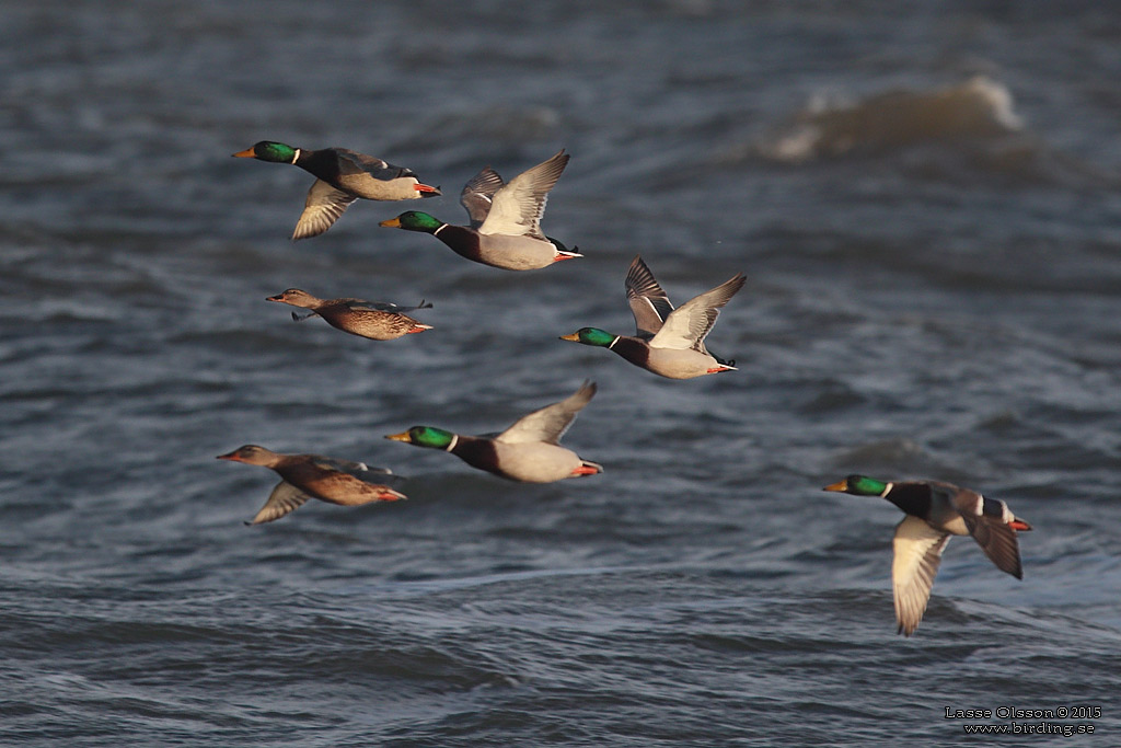 GRSAND / MALLARD (Anas platyrhynchos) - Stng / Close