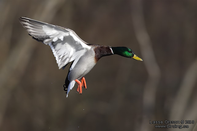 GRSAND / MALLARD (Anas platyrhynchos) - stor bild / full size