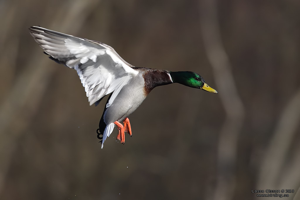 GRSAND / MALLARD (Anas platyrhynchos) - Stng / Close