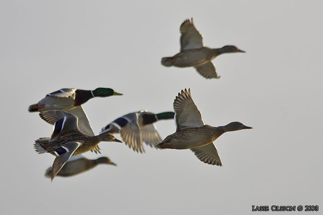 GRSAND / MALLARD (Anas platyrhynchos) - stor bild / full size