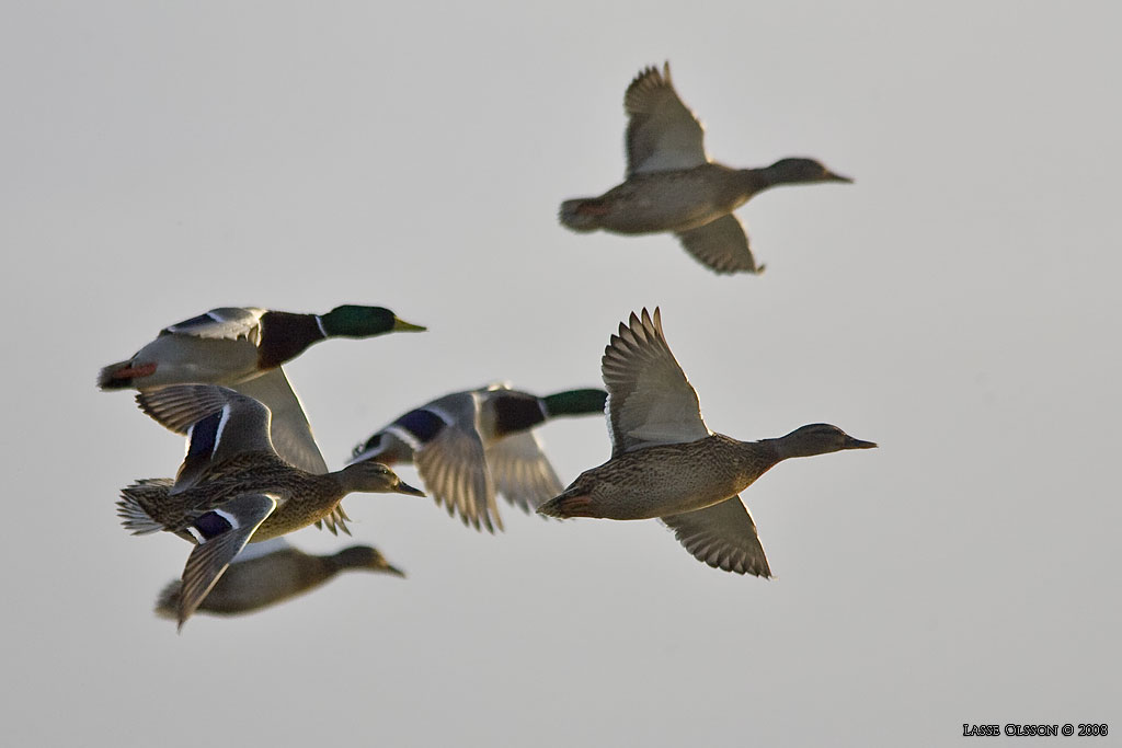 GRSAND / MALLARD (Anas platyrhynchos) - Stng / Close