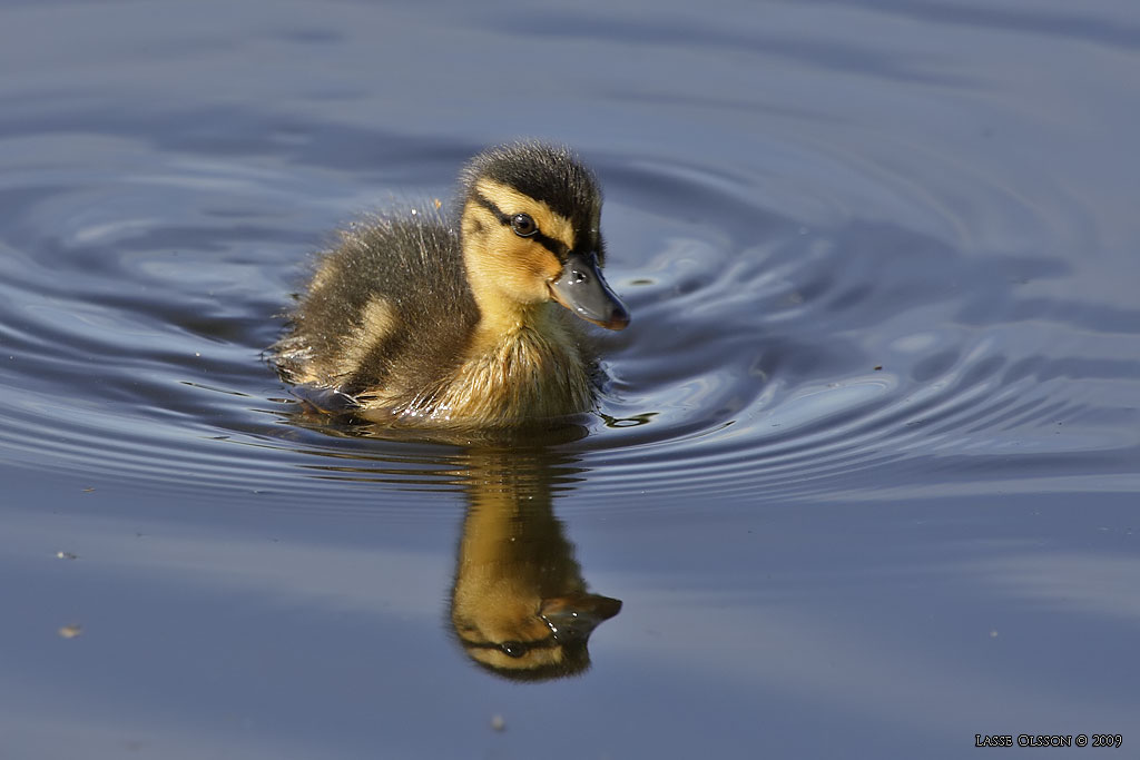 GRSAND / MALLARD (Anas platyrhynchos) - Stng / Close