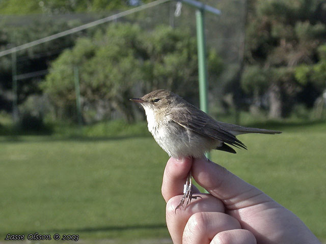 STPPSNGARE / BOOTED WARBLER (Iduna caligata)