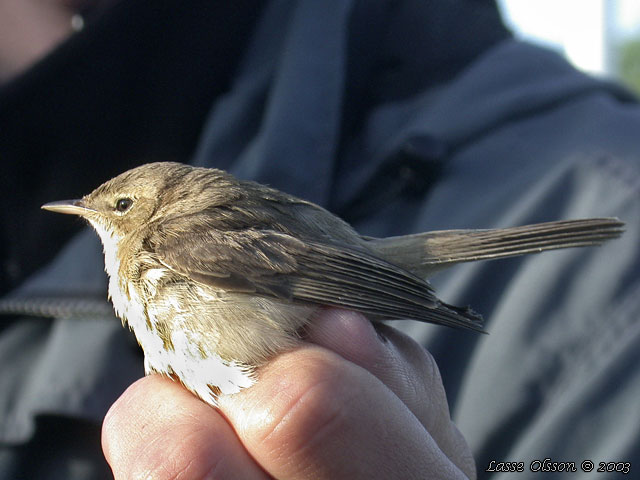 STPPSNGARE / BOOTED WARBLER (Iduna caligata)