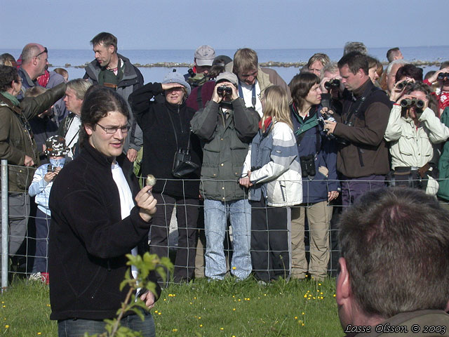 STPPSNGARE / BOOTED WARBLER (Iduna caligata)