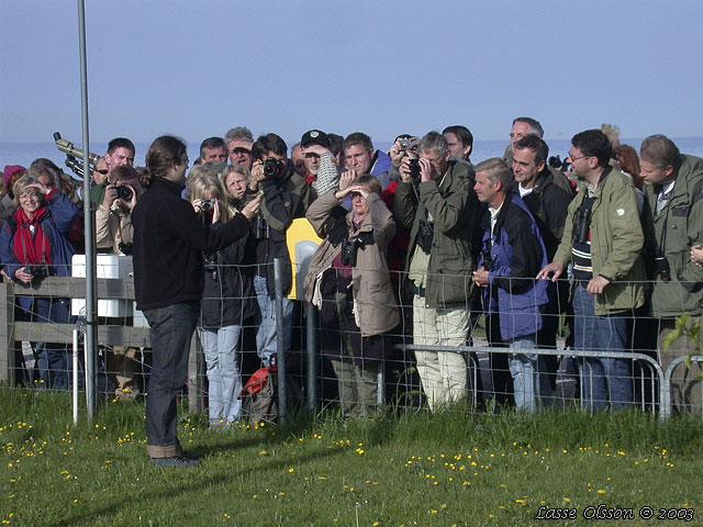 STPPSNGARE / BOOTED WARBLER (Iduna caligata)