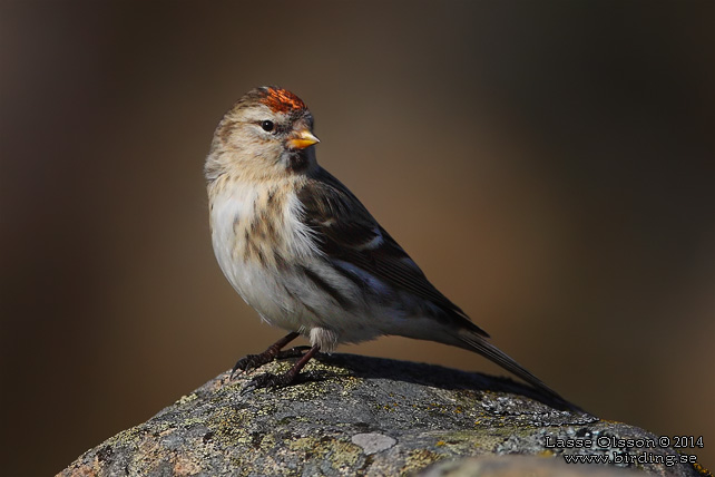 GRÅSISKA / COMMON REDPOLL (Acanthis flammea) - stor bild / full size