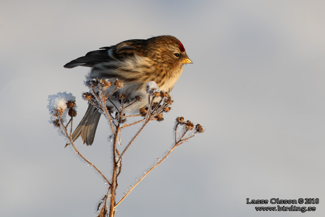 BRUNSISKA / LESSER REDPOLL (Acanthis cabaret) - stor bild / full size