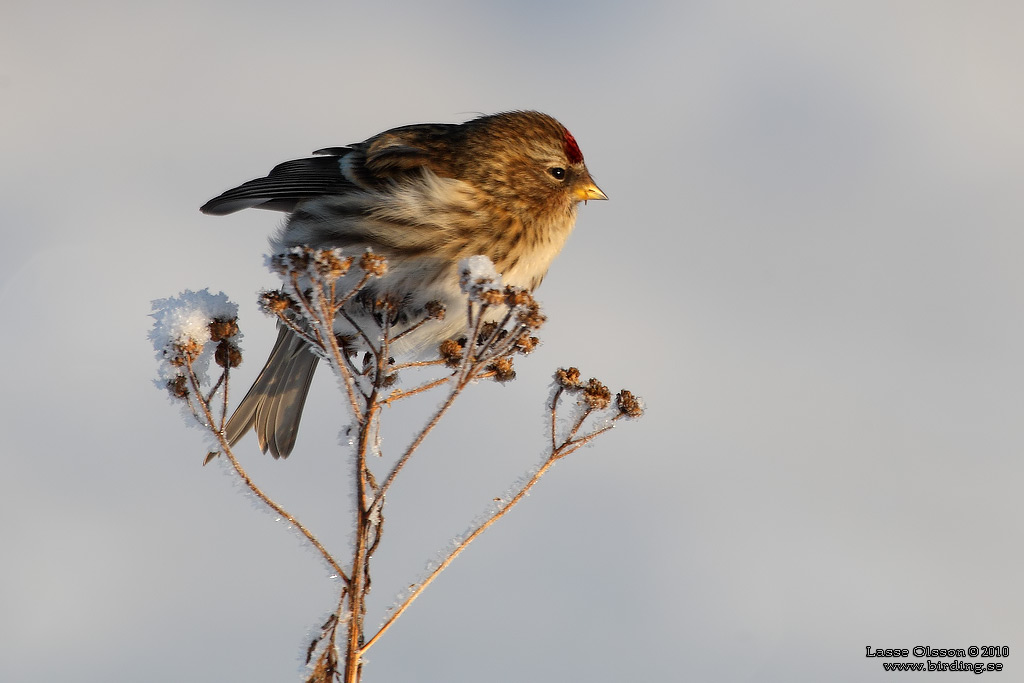 BRUNSISKA / LESSER REDPOLL (Acanthis cabaret) - Stng / Close