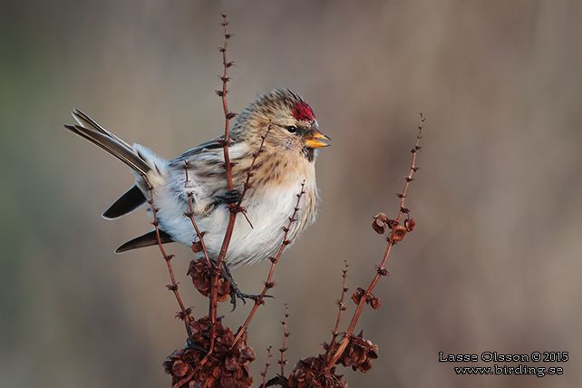 GRÅSISKA / COMMON REDPOLL (Acanthis flammea) - stor bild / full size