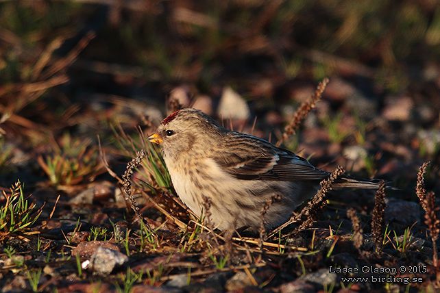 BRUNSISKA / LESSER REDPOLL (Acanthis cabaret) - stor bild / full size